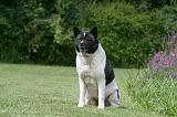 AKITA AMERICAIN 510